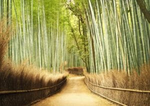 Things to do in Kyoto Japan Arashiyama Bamboo Grove