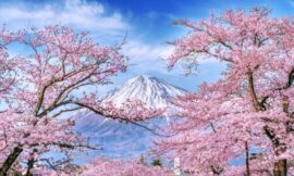 Best Time to Visit Japan in Spring for Cherry Blossom