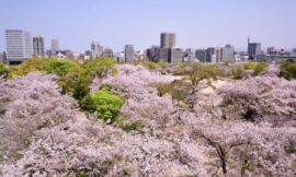 Amazing Top 10 Things To Do In Fukuoka